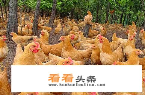 煮白切鸡放什么调料？