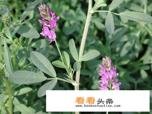 苜蓿菜有哪些营养价值？