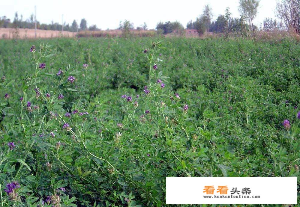 苜蓿菜有哪些营养价值？