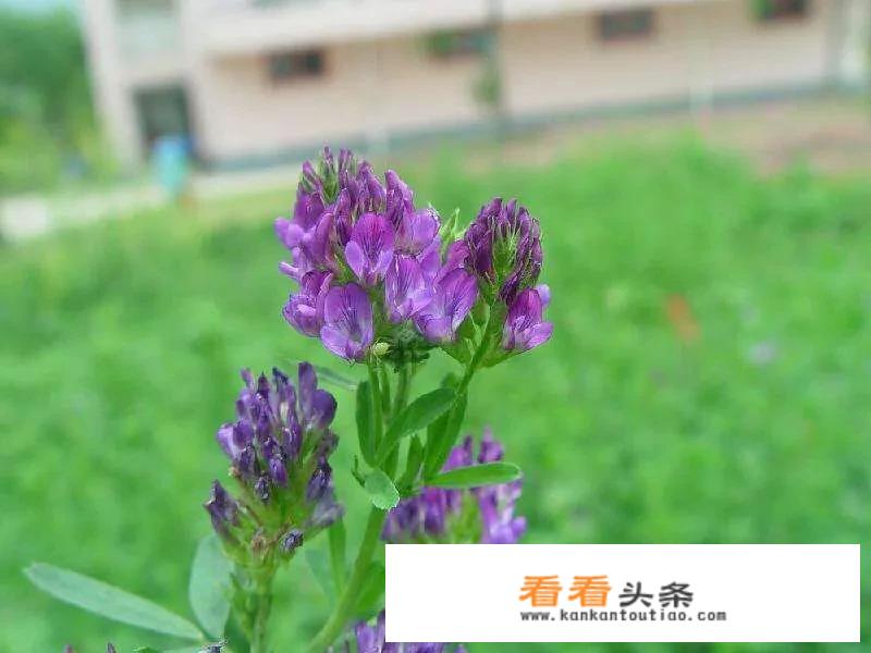 苜蓿菜有哪些营养价值？