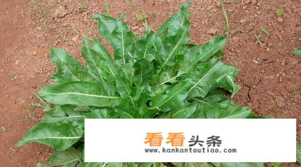 大青叶的作用？