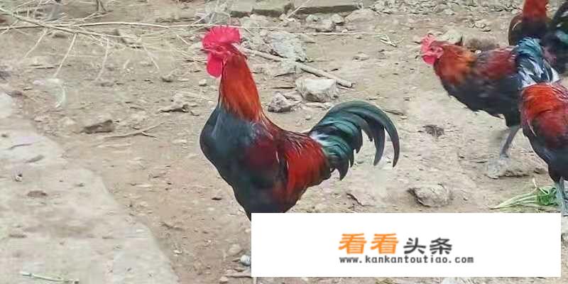鸡蛋从哪里进货便宜？
