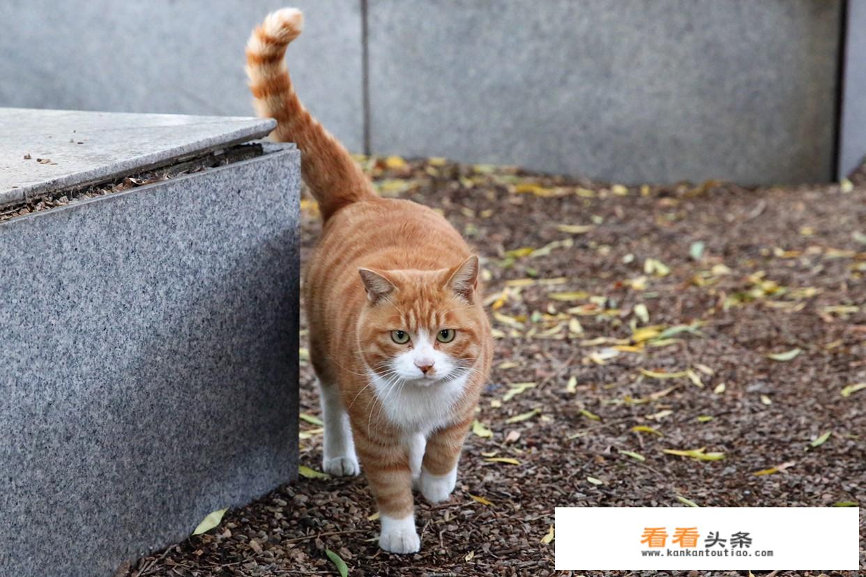 之一次养猫的人适合养流浪猫吗？