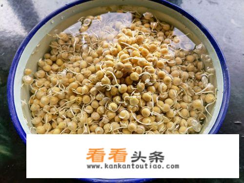 豌豆苗种植 *** ？