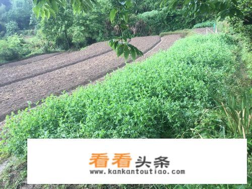 豌豆苗种植 *** ？