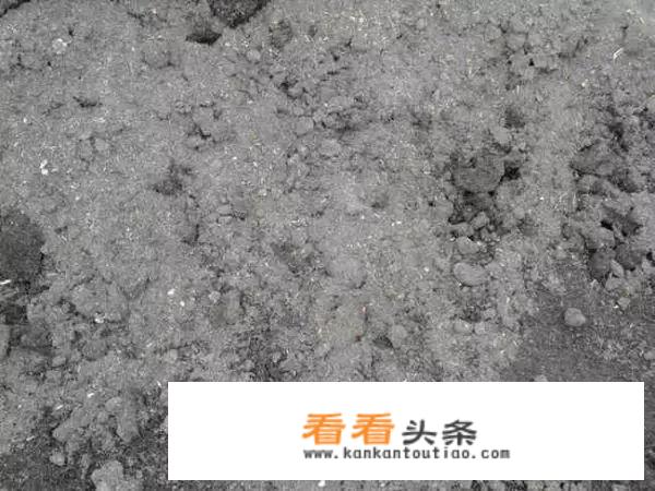 豌豆苗种植 *** ？