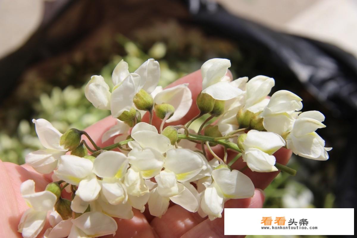 洋槐花有哪些吃法？