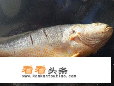 炖大黄花鱼的家常做法？
