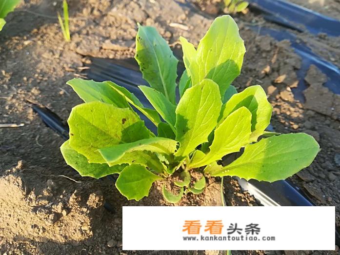 凉拌莴笋叶子的吃法？
