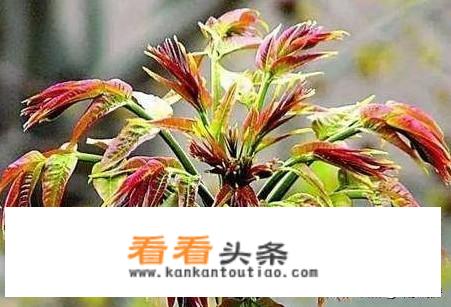 香椿芽有哪些经典吃法？