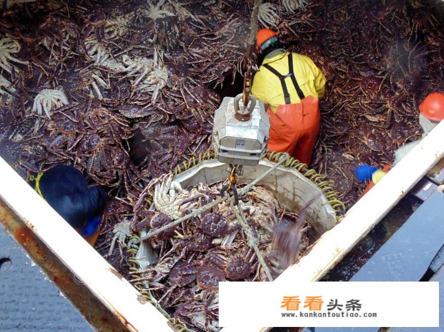 阿拉斯加帝王蟹和智利帝王蟹有什么不同？