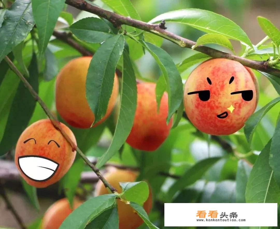 为什么有的桃子看起来很红，但是吃进嘴里却十分酸涩？