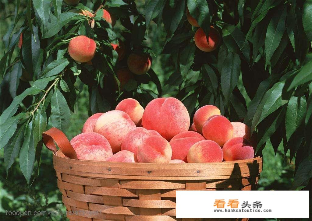 为什么有的桃子看起来很红，但是吃进嘴里却十分酸涩？