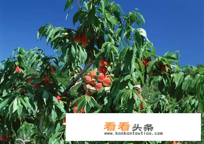 为什么有的桃子看起来很红，但是吃进嘴里却十分酸涩？