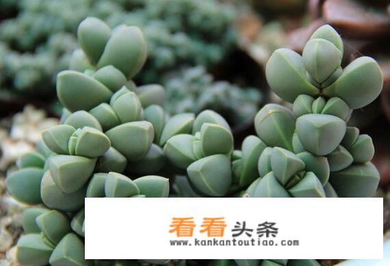 海棠锦多肉植物怎么养？