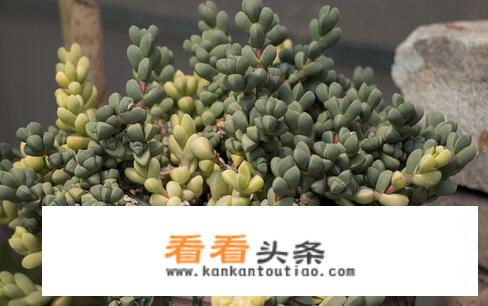 海棠锦多肉植物怎么养？
