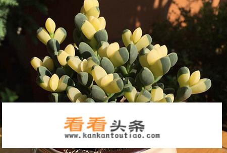海棠锦多肉植物怎么养？