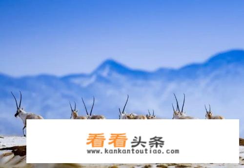  *** 阿里旅游景点？