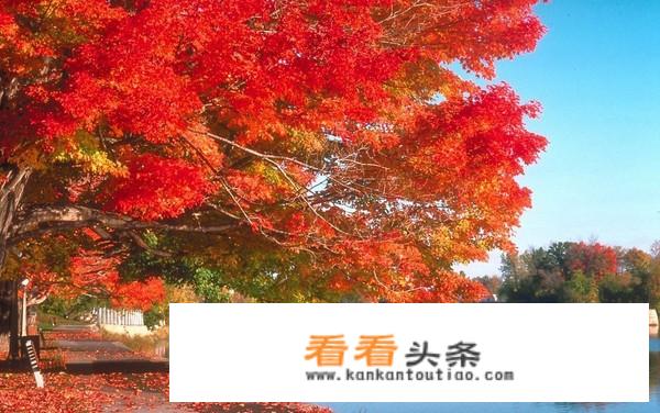 庐山秋景看红叶的准确时间？