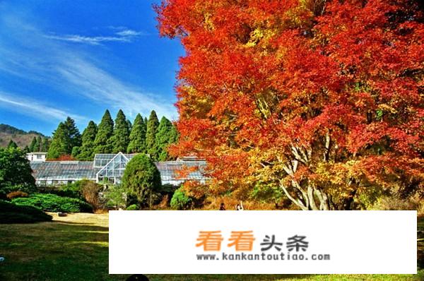 庐山秋景看红叶的准确时间？