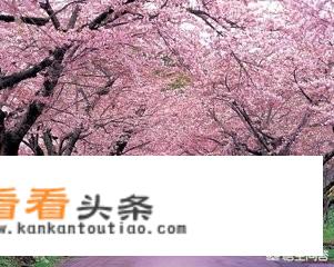 双人去日本旅游差不多需要多少钱，要办什么手续？
