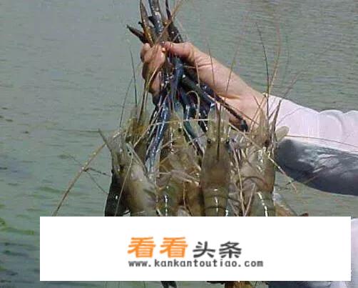罗氏沼虾介绍？