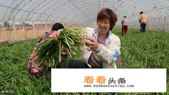 韭菜和韭苔有什么区别？功效一样吗？