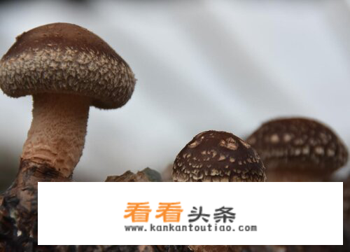 蘑菇的种类图片及名称？