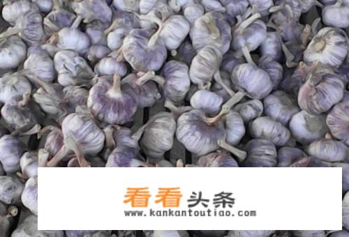腊八蒜夏天可以做么？