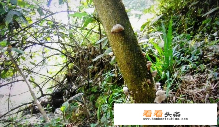 经常吃黑木耳有什么好处，可以减肥吗？