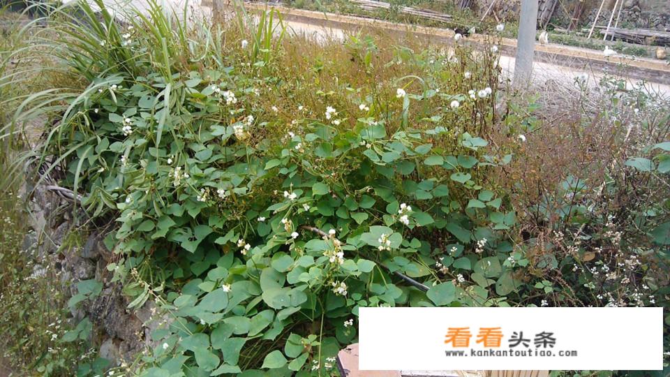野生葛粉多少钱一斤，不是野生多少钱一斤？