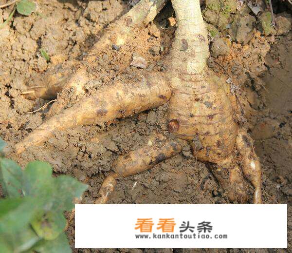 野生葛粉多少钱一斤，不是野生多少钱一斤？