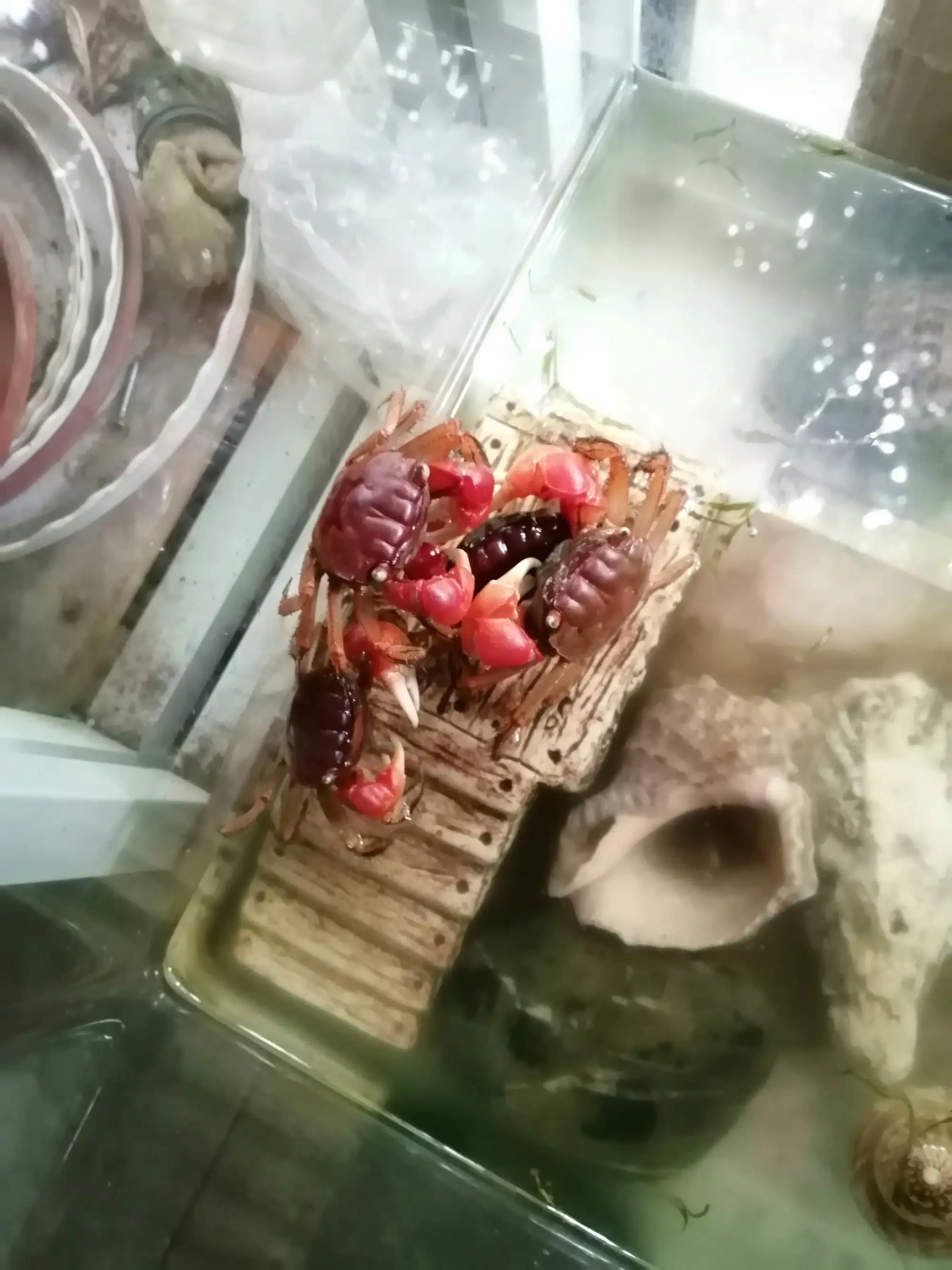 小螃蟹怎么饲养？