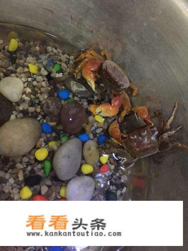 小螃蟹怎么饲养？