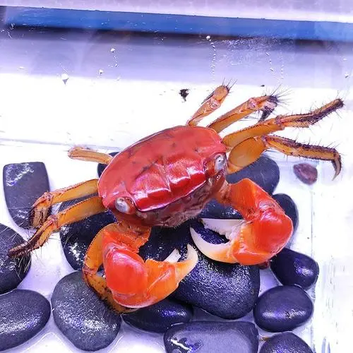 小螃蟹怎么饲养？