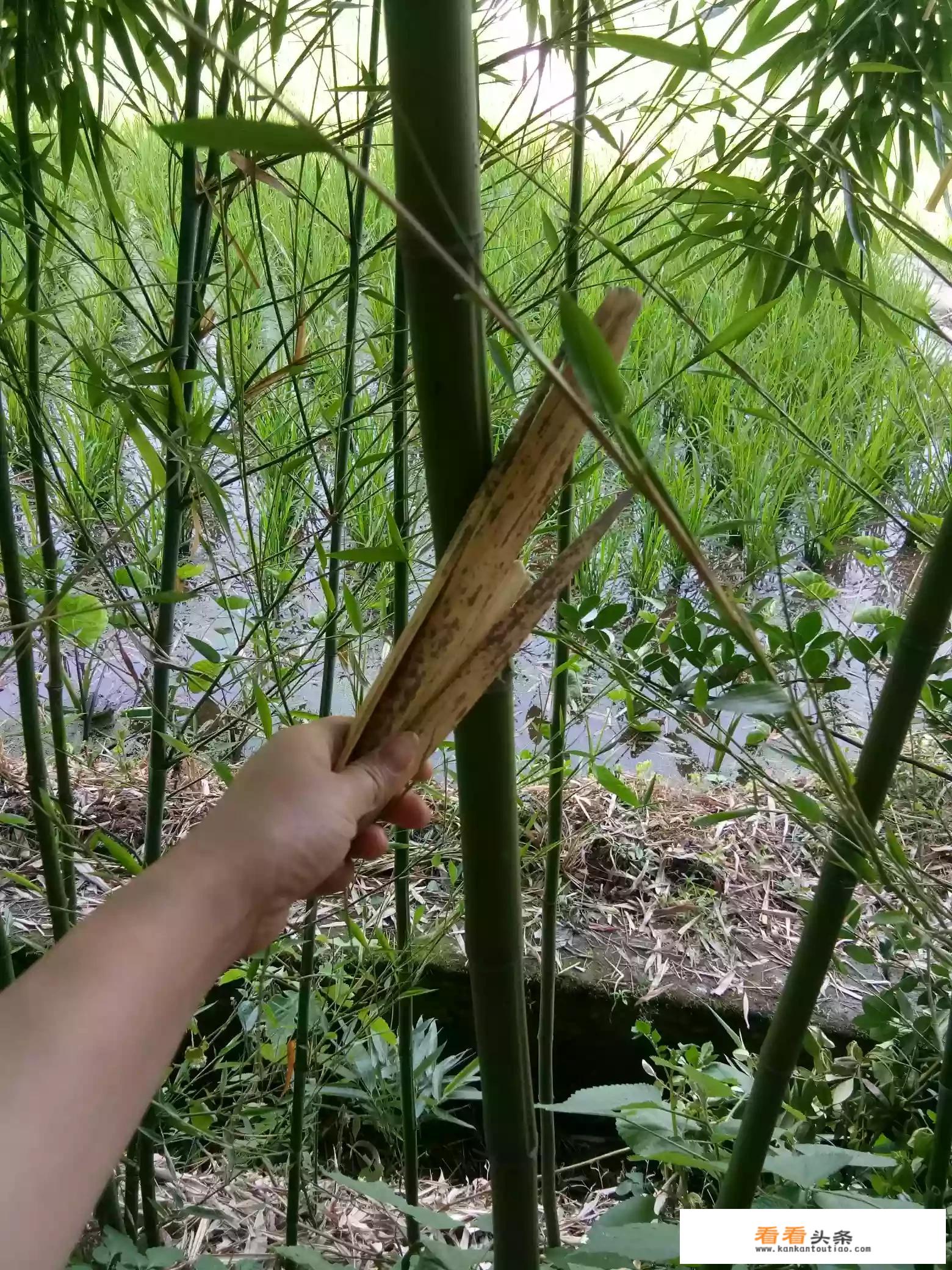 粽叶苗怎么繁殖？