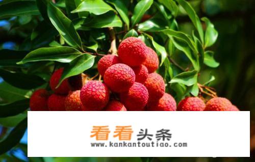 请问，河北省哪里有山有水还盛产荔枝，夏季适合旅游的？