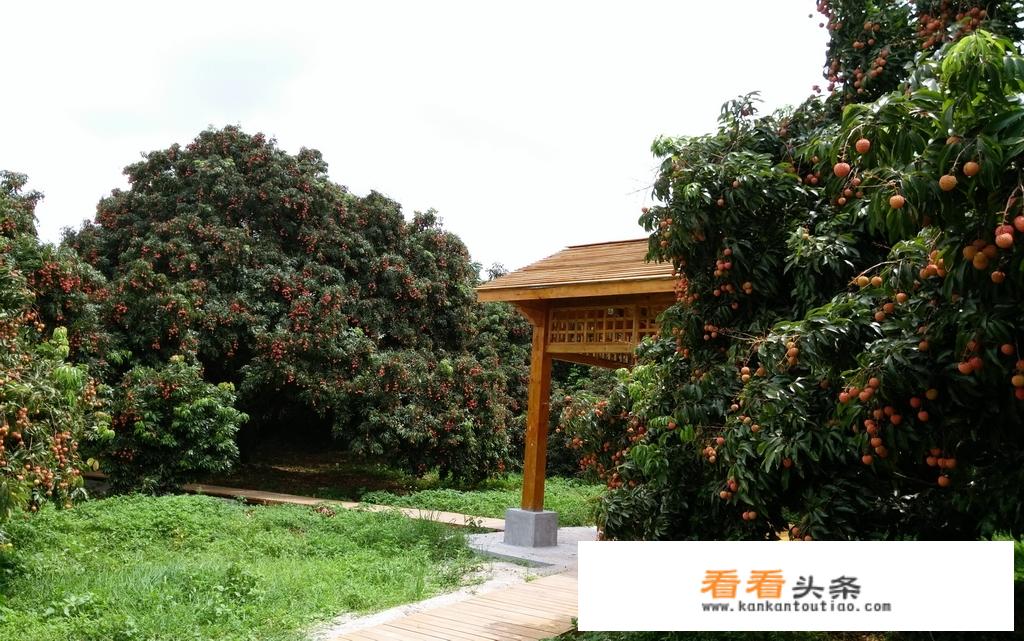 请问，河北省哪里有山有水还盛产荔枝，夏季适合旅游的？