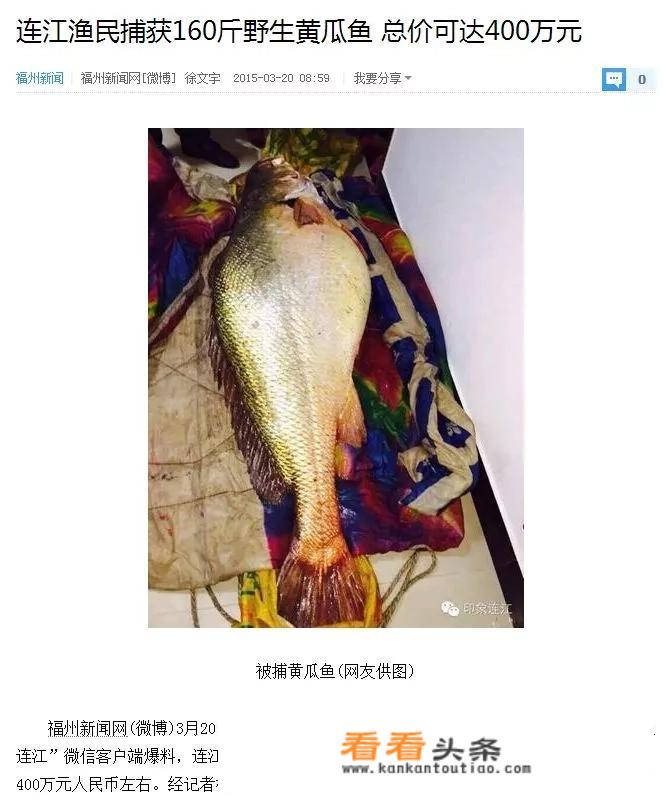 纯天然黄瓜鱼一斤市场价多少？