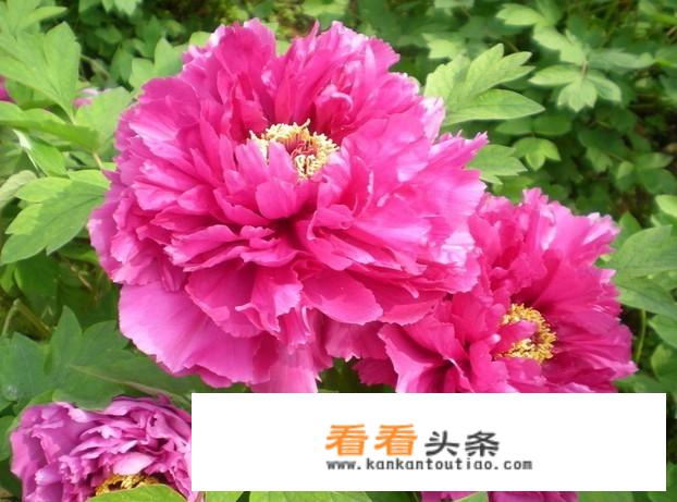 四月赏花游玩朋友圈文案？