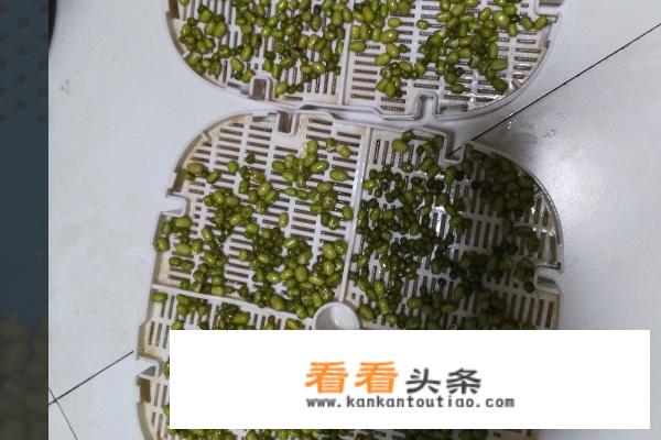 绿豆芽的 ***  *** ？