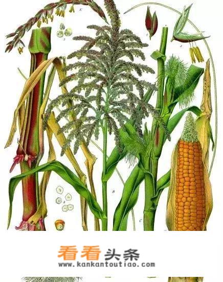 长安人为何把玉米叫“御麦”？