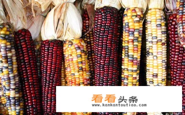 长安人为何把玉米叫“御麦”？