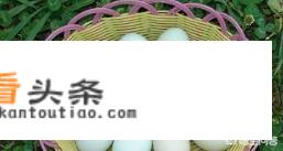 鸡蛋、鸭蛋、鹅蛋、鹌鹑蛋营养差别大吗？