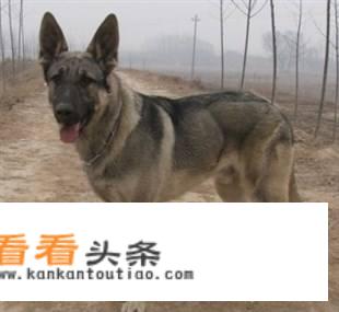 狗是畜牲，为什么养狗的跟狗交朋友，甚至成为伴侣？