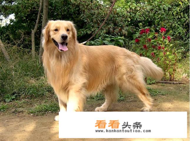 狗是畜牲，为什么养狗的跟狗交朋友，甚至成为伴侣？