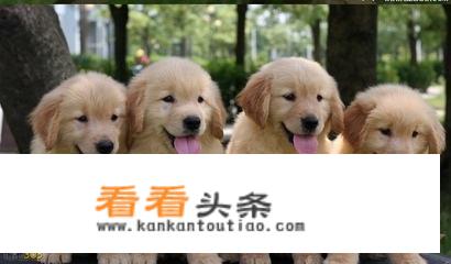 狗是畜牲，为什么养狗的跟狗交朋友，甚至成为伴侣？