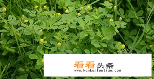 哪种苜蓿可以吃？