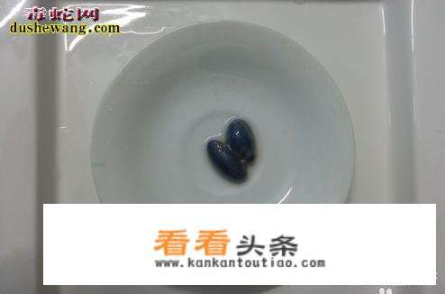 蛇怎么煲汤才好喝？