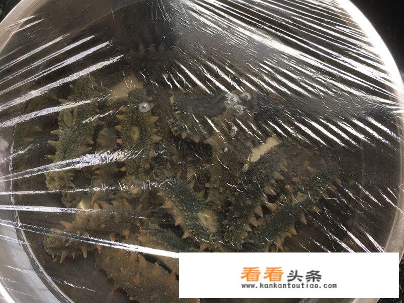 半干海参最简单泡发 *** ？